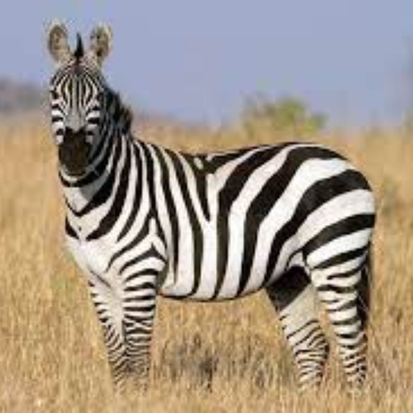 Meet your Posher, Erin - Picture 1 of 1